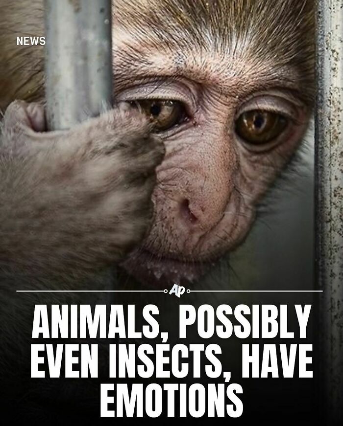 Close-up of a monkey showing emotions behind metal bars, illustrating facts about animals and their emotional intelligence.