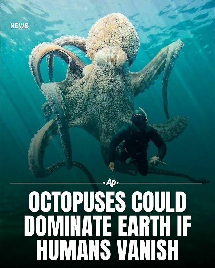 Giant octopus underwater near diver illustrating fascinating facts about animals for smart knowledge sharing.