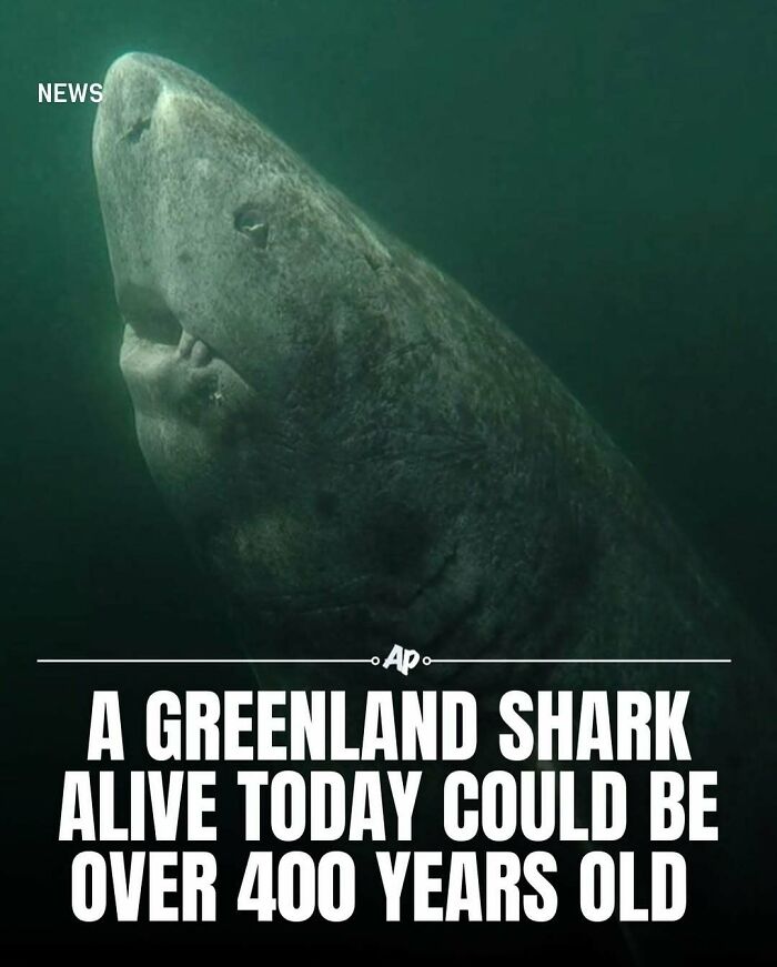 Greenland shark swimming underwater, a fascinating animal fact that highlights longevity in animal facts.