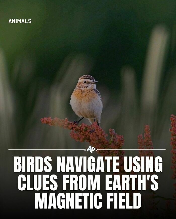 Interesting-Animal-Facts