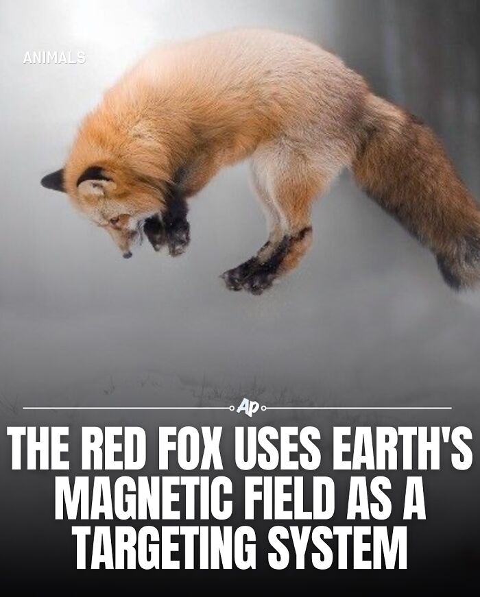 Red fox jumping with precision using Earth's magnetic field demonstrating fascinating animal facts and intelligence.