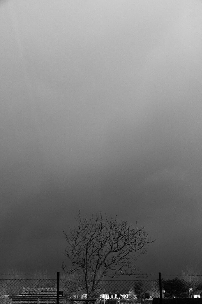 I Spent 4 Years Photographing This Tree I Spent 4 Years Photographing This Tree