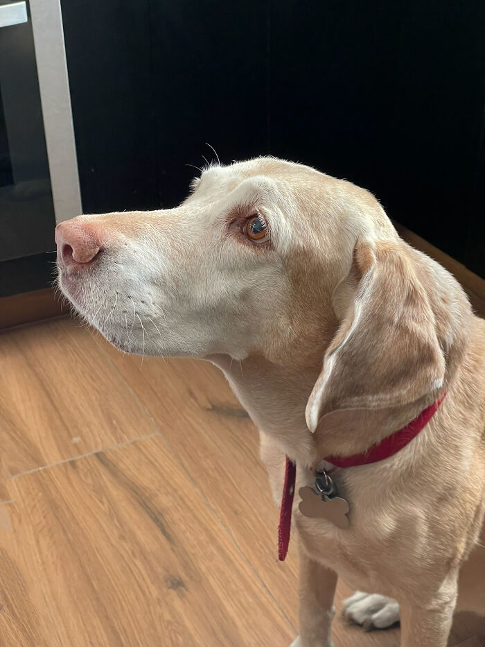 This Man Found A Beautiful Way To Relive The Final Memory With His Dog Who Passed Away This Man Found A Beautiful Way To Relive The Final Memory With His Dog Who Passed Away