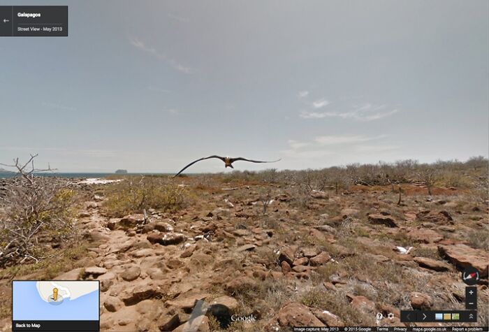 A bird flying over a rocky landscape on Google Street View, capturing a funny and weird life scene.