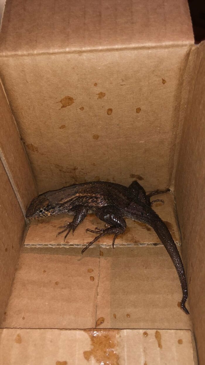 Lizard in a box showing online shopping fails with unexpected delivery.