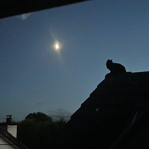 jen_mccartney avatar