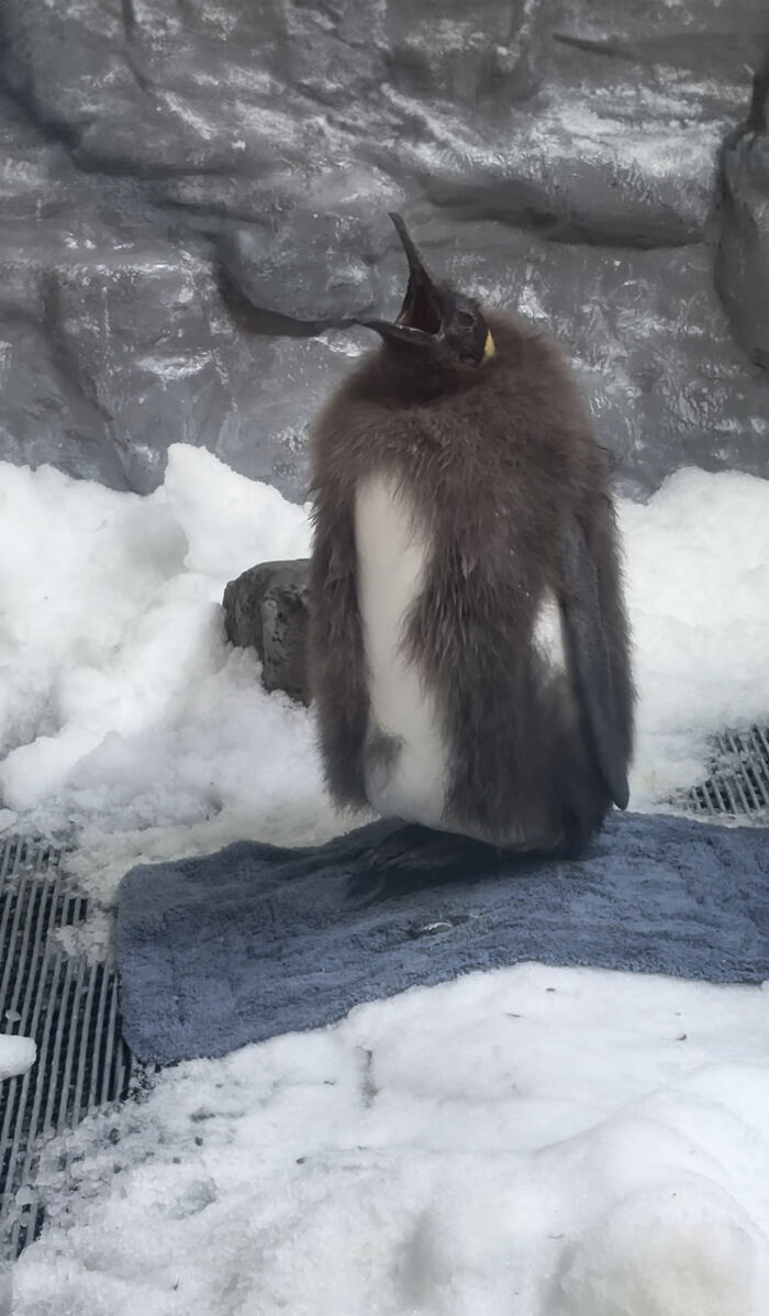 Pesto, The Viral Penguin, Is About To Lose All His Fluff And Become A Full-Fledged King Penguin