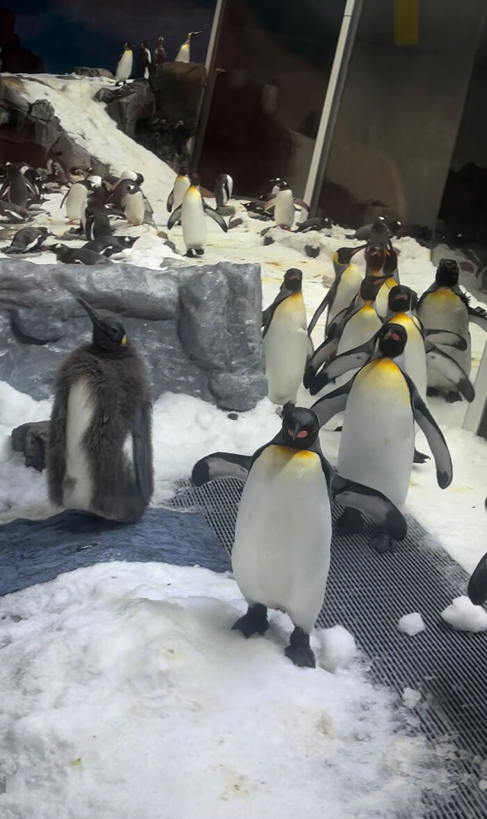 Pesto, The Viral Penguin, Is About To Lose All His Fluff And Become A Full-Fledged King Penguin