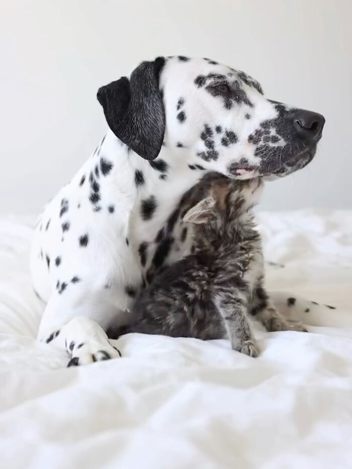 Woman Let Her Dalmatian Keep A Foster Kitten And It Resulted In The Most Beautiful Friendship Woman Let Her Dalmatian Keep A Foster Kitten And It Resulted In The Most Beautiful Friendship