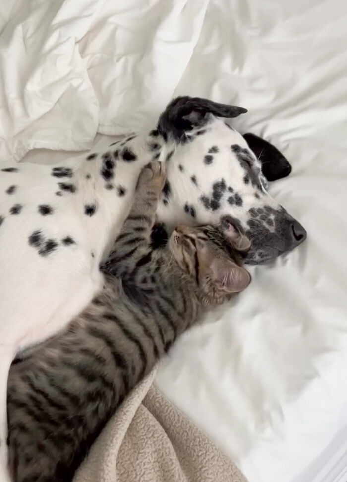 Woman Let Her Dalmatian Keep A Foster Kitten And It Resulted In The Most Beautiful Friendship Woman Let Her Dalmatian Keep A Foster Kitten And It Resulted In The Most Beautiful Friendship
