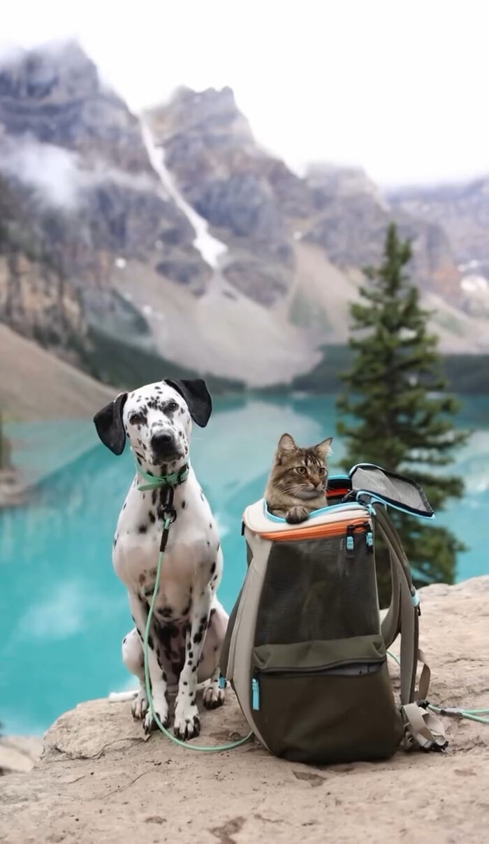 Woman Let Her Dalmatian Keep A Foster Kitten And It Resulted In The Most Beautiful Friendship Woman Let Her Dalmatian Keep A Foster Kitten And It Resulted In The Most Beautiful Friendship