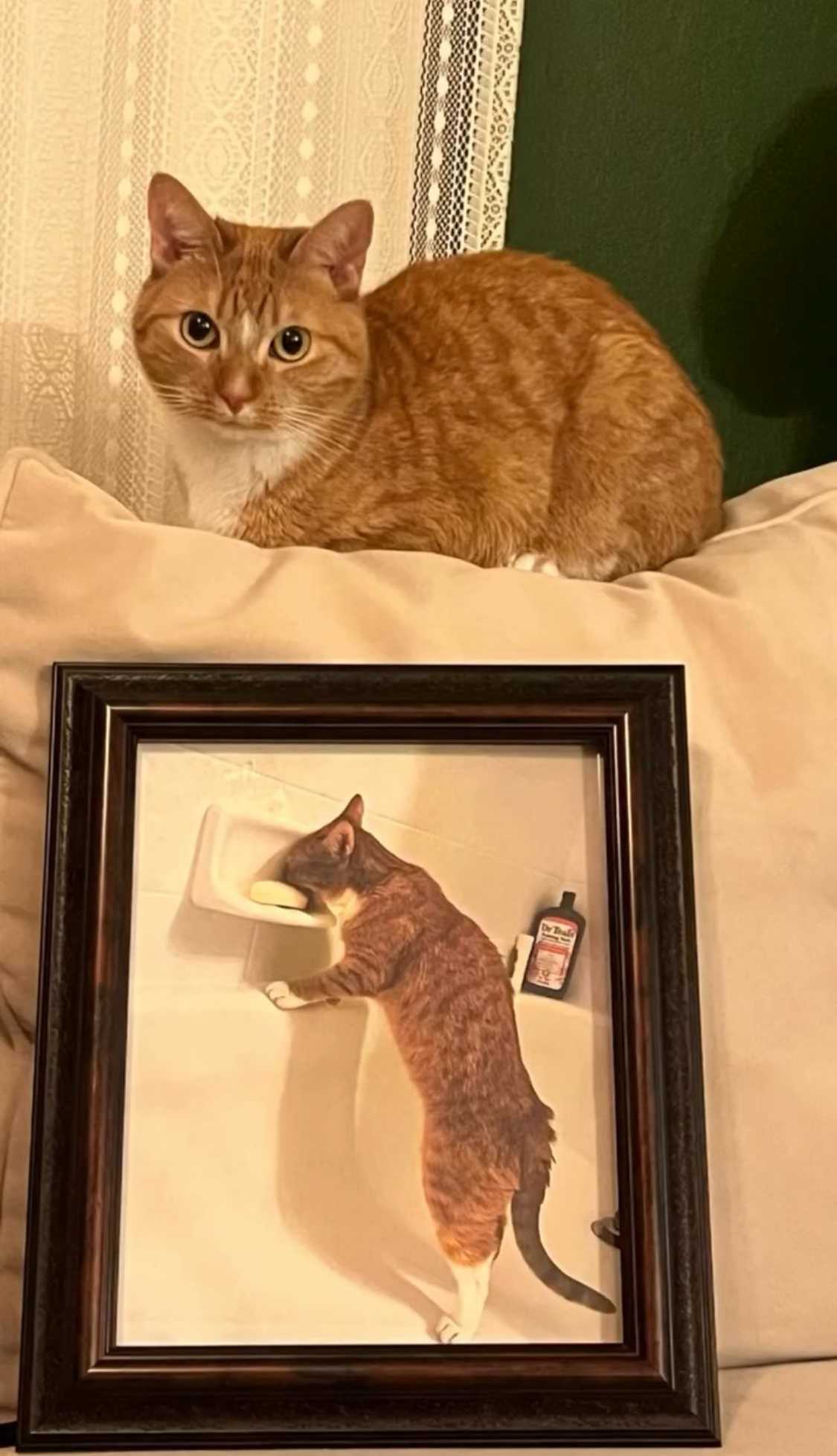 This Cat Decided To Explore The Taste Of Soap And The Reaction After Is Priceless