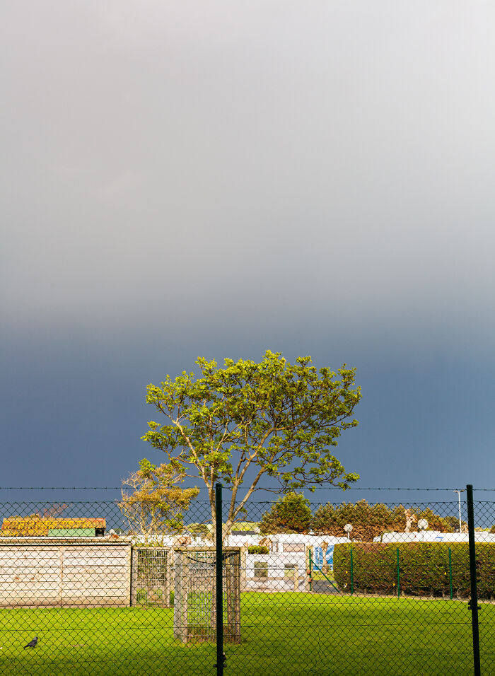 I Spent 4 Years Photographing This Tree I Spent 4 Years Photographing This Tree