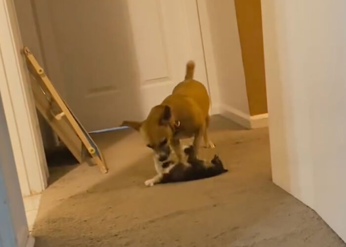 This Rescue Dog And A Stray Kitten Became Best Friends, Breaking Stereotypes Of Cats And Dogs This Rescue Dog And A Stray Kitten Became Best Friends, Breaking Stereotypes Of Cats And Dogs