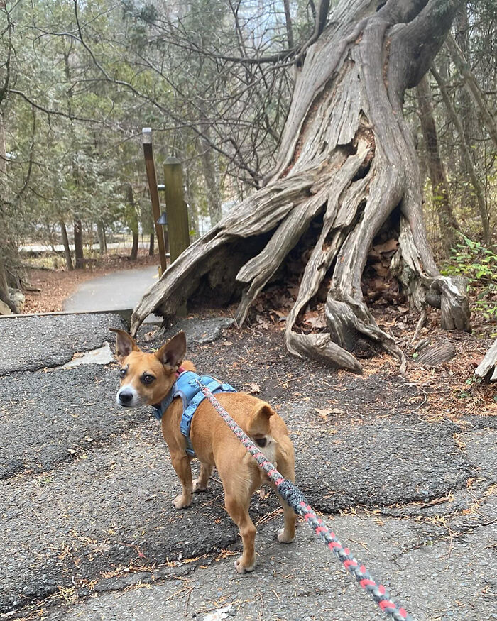 This Rescue Dog And A Stray Kitten Became Best Friends, Breaking Stereotypes Of Cats And Dogs This Rescue Dog And A Stray Kitten Became Best Friends, Breaking Stereotypes Of Cats And Dogs