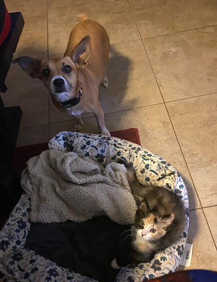 This Rescue Dog And A Stray Kitten Became Best Friends, Breaking Stereotypes Of Cats And Dogs This Rescue Dog And A Stray Kitten Became Best Friends, Breaking Stereotypes Of Cats And Dogs
