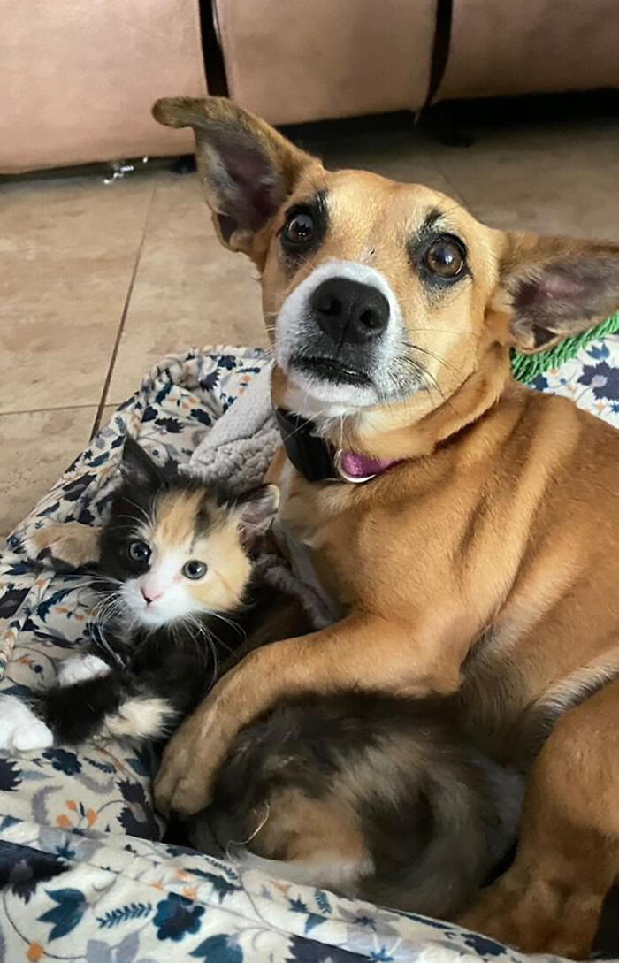 This Rescue Dog And A Stray Kitten Became Best Friends, Breaking Stereotypes Of Cats And Dogs This Rescue Dog And A Stray Kitten Became Best Friends, Breaking Stereotypes Of Cats And Dogs