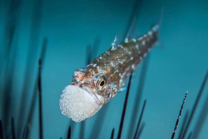 Cardinalfish By Laszlo Foldi
