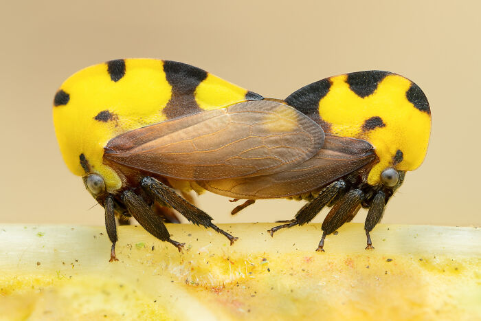 Rafael Steinlesberger By Starfruit Enjoyer