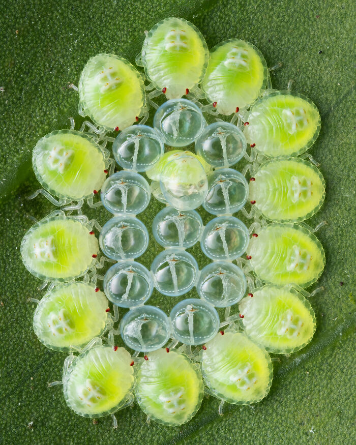 Shield Bug Nymphs By Evan Van Zeumeren