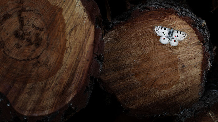 Apollo By Stefan Gerrits