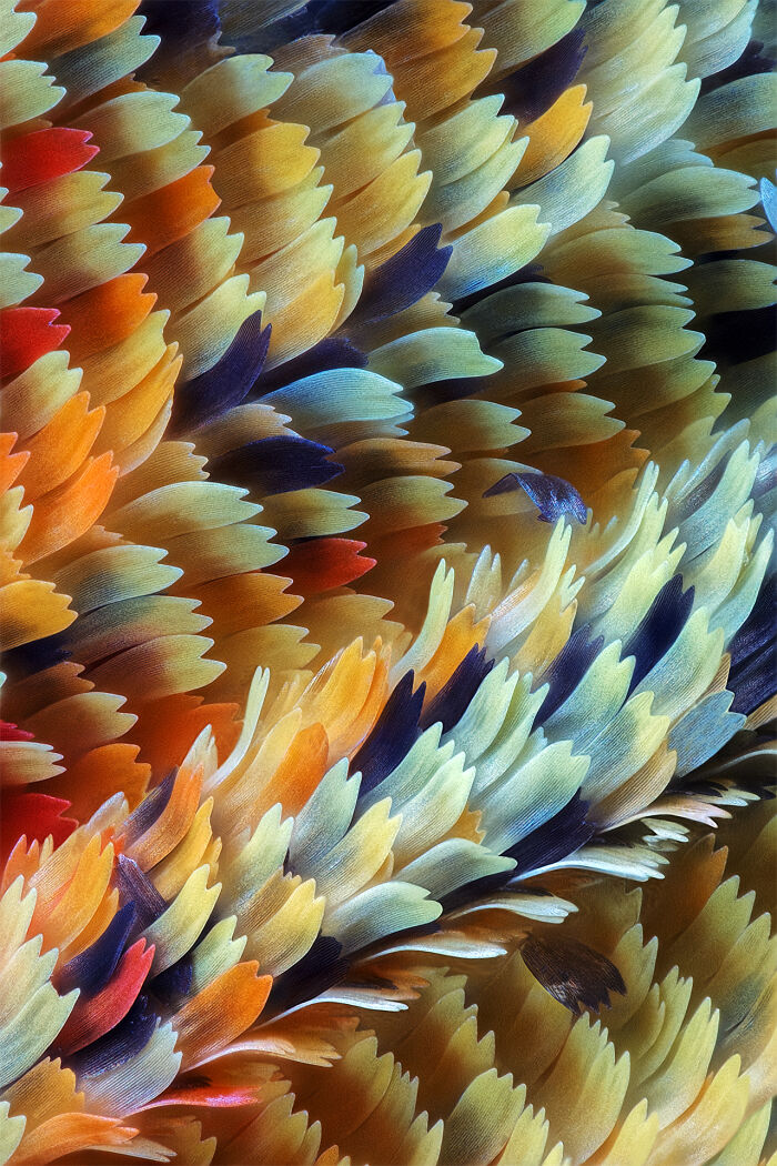 Delias Butterfly Scales 20x By Adalbert Mojrzisch