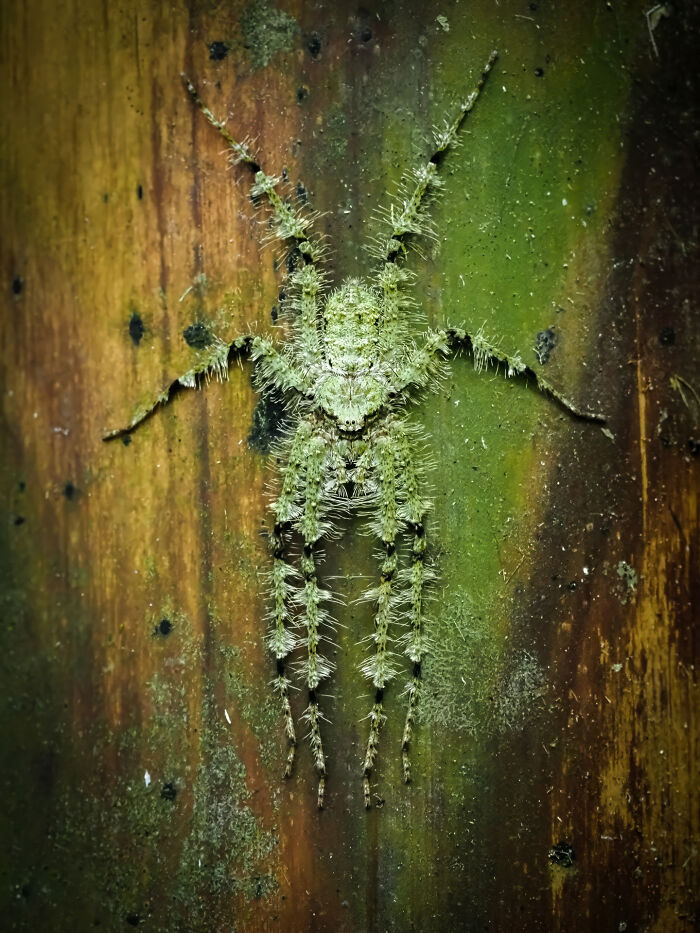 Spider Huntsman Camoflage By David Möhnle