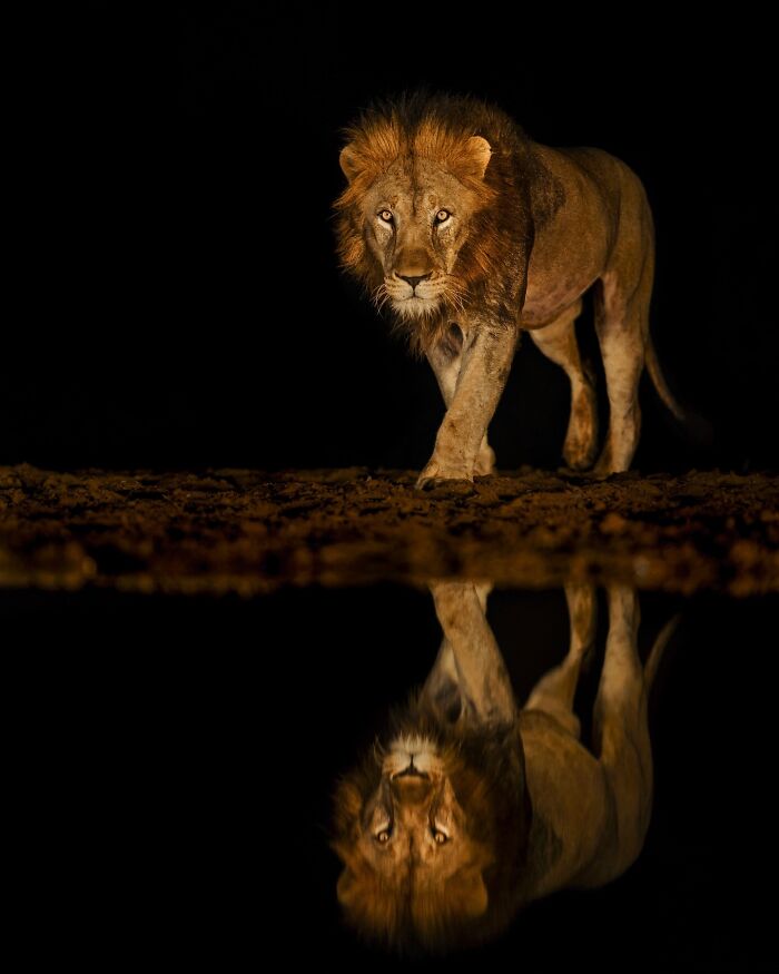 Meet Varun Aditya's Wildlife Photography