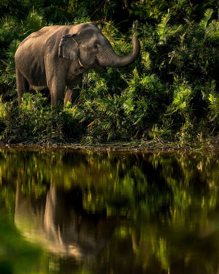 Meet Varun Aditya's Wildlife Photography