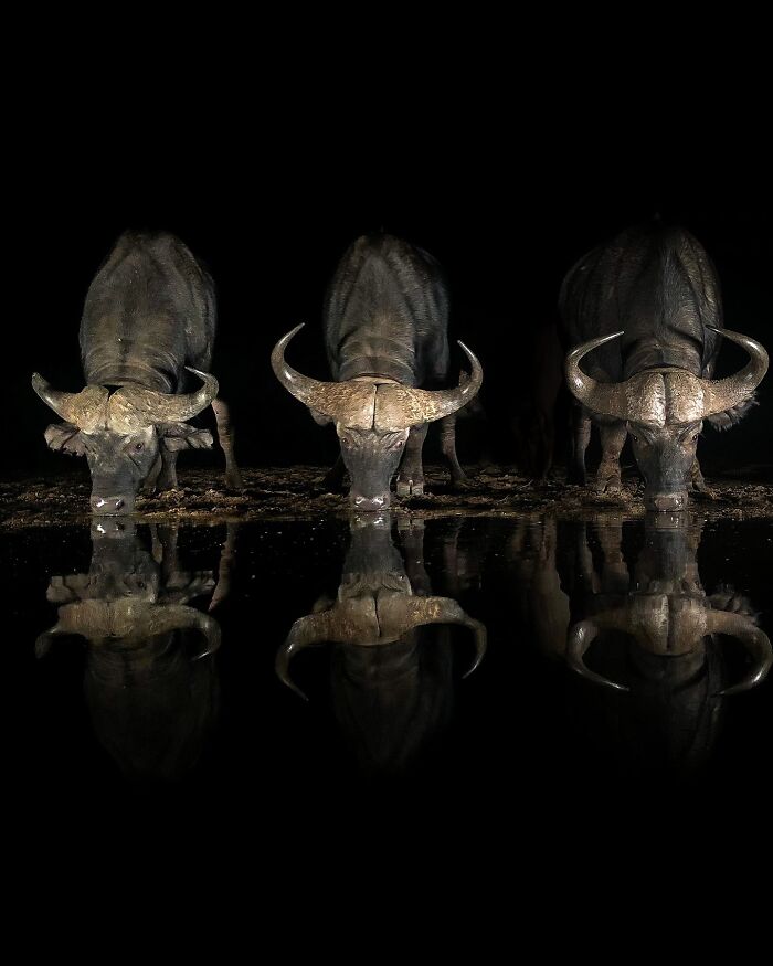 Meet Varun Aditya's Wildlife Photography