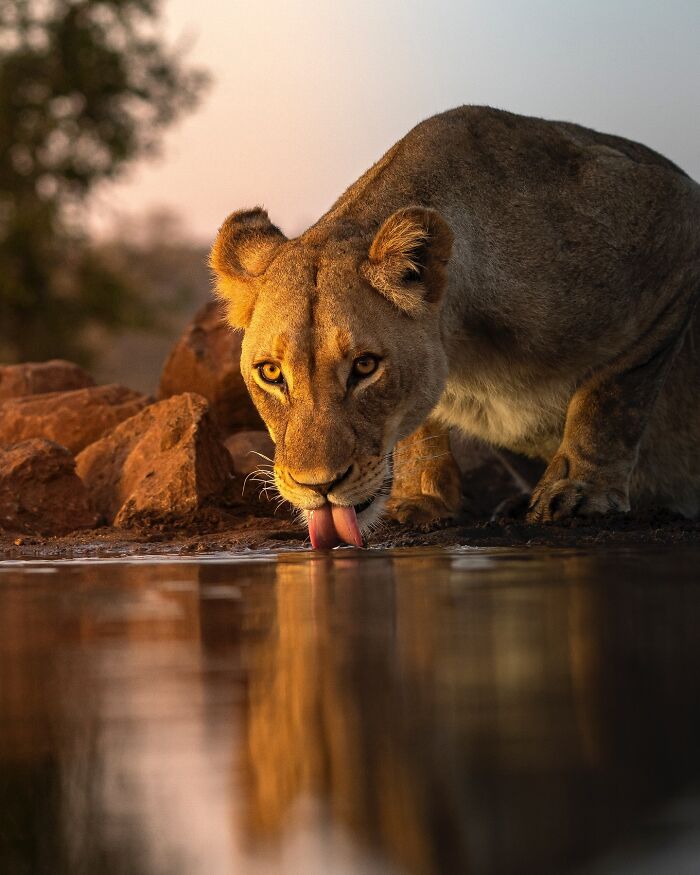 Meet Varun Aditya's Wildlife Photography
