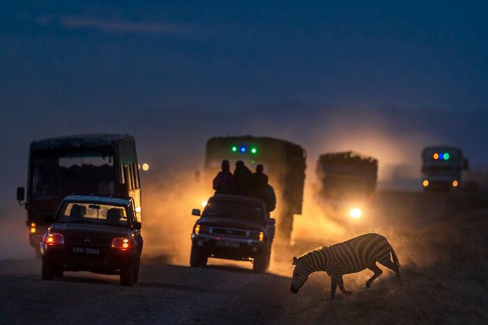 Meet Varun Aditya's Wildlife Photography