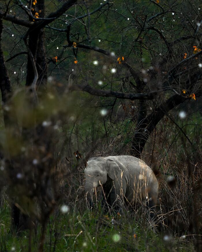 Meet Varun Aditya's Wildlife Photography