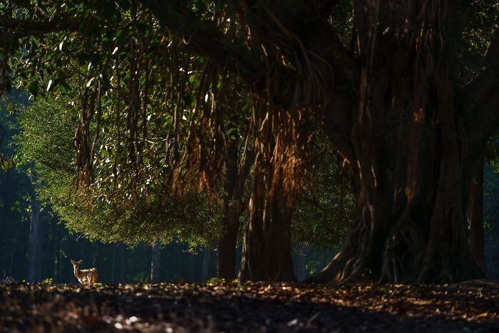 Meet Varun Aditya's Wildlife Photography