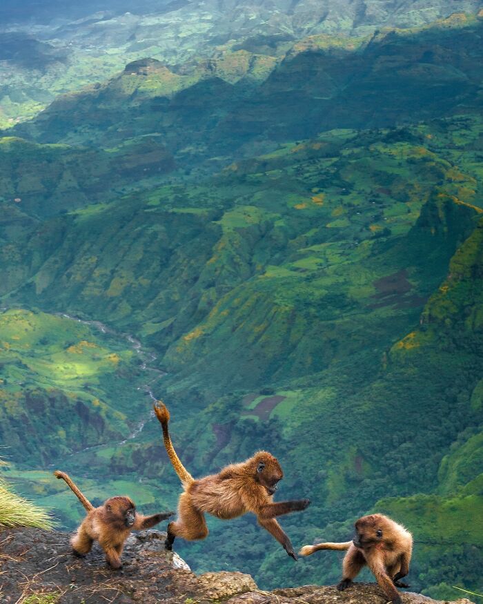 Meet Varun Aditya's Wildlife Photography