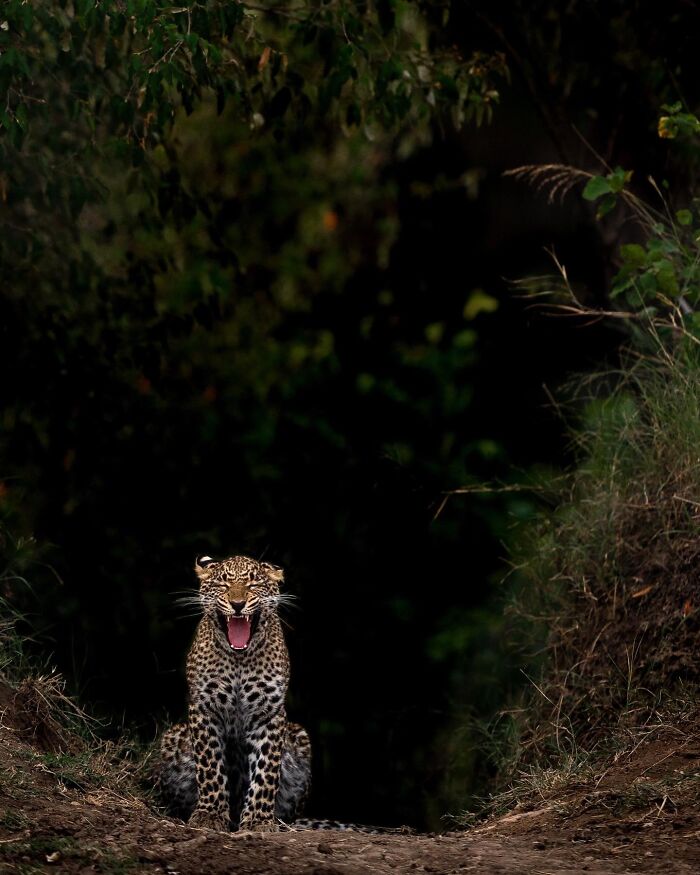 Meet Varun Aditya's Wildlife Photography