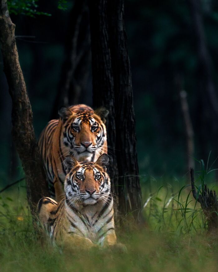 Meet Varun Aditya's Wildlife Photography