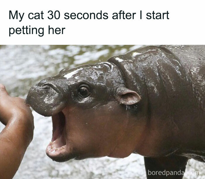 A Moo Deng meme showing a baby hippo with its mouth open, captioned "My cat 30 seconds after I start petting her."