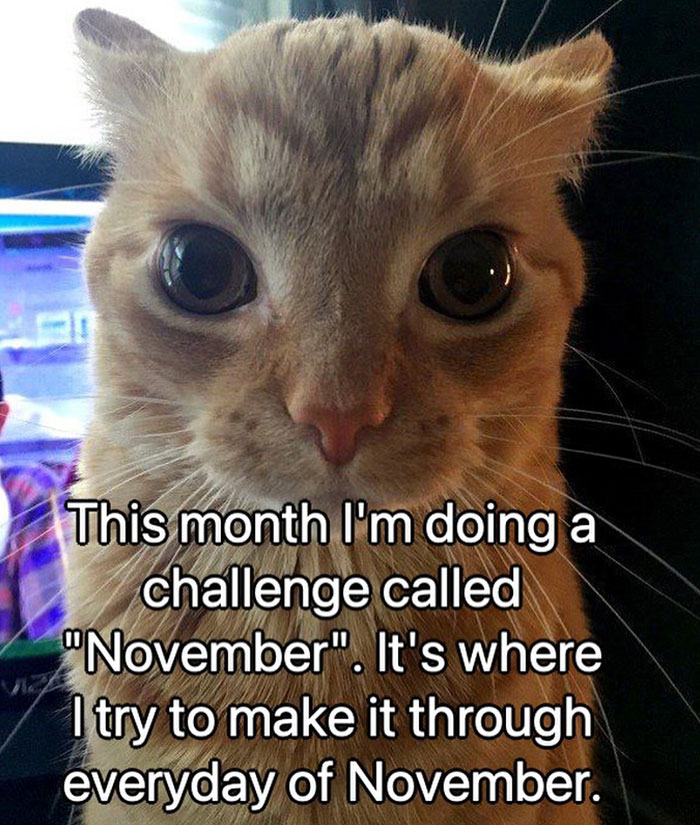 A November meme with a cat with wide eyes and text about a November challenge, capturing a cringe-worthy meme for winter anticipation.