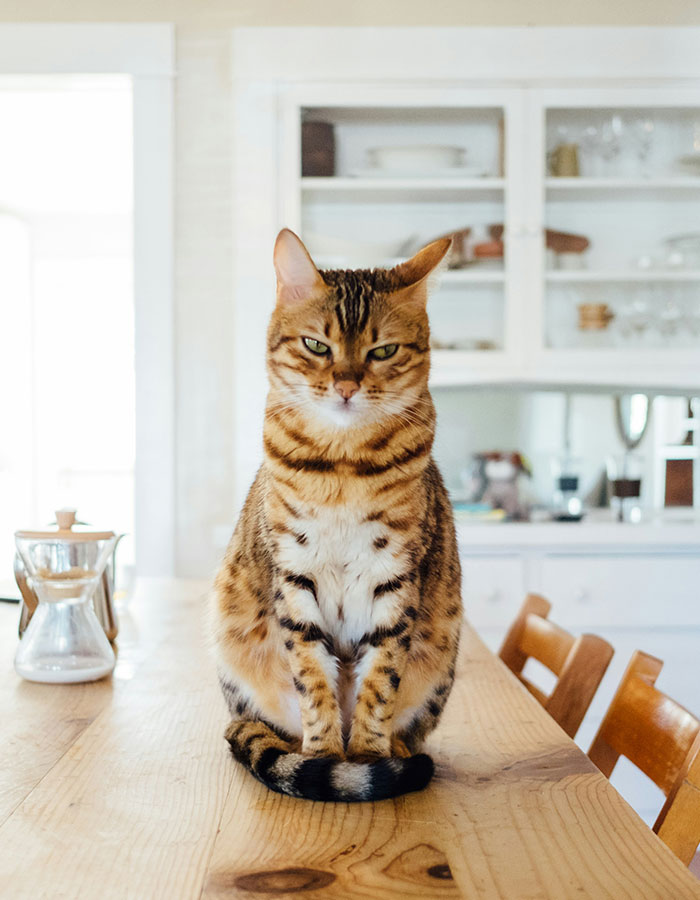 Man Passes Away After Being Scratched By His "Kind And Harmless" Cat Man Passes Away After Being Scratched By His "Kind And Harmless" Cat