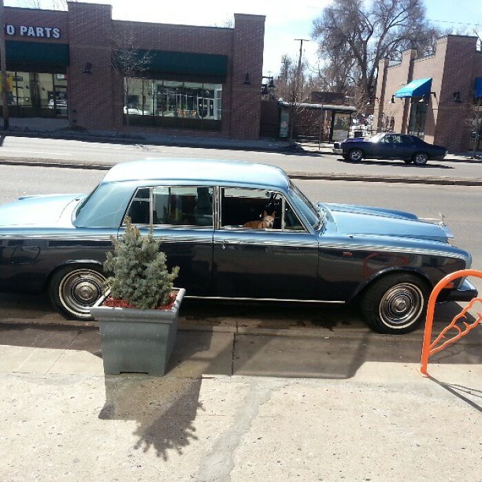 Retiree Is On A Mission To Give Loving Home Exclusively To Senior Dogs In Need