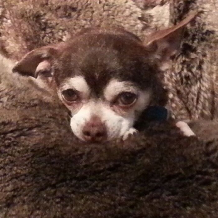 Retiree Is On A Mission To Give Loving Home Exclusively To Senior Dogs In Need