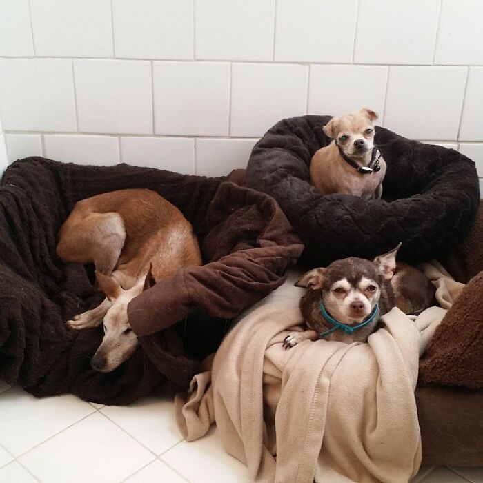 Retiree Is On A Mission To Give Loving Home Exclusively To Senior Dogs In Need