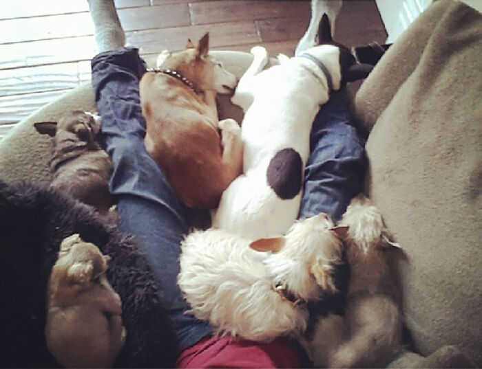 Retiree Is On A Mission To Give Loving Home Exclusively To Senior Dogs In Need