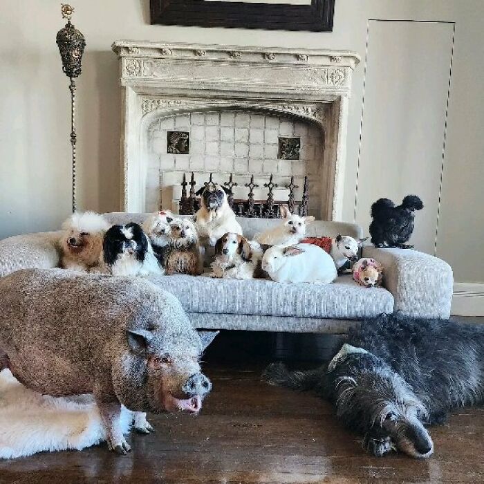 Retiree Is On A Mission To Give Loving Home Exclusively To Senior Dogs In Need