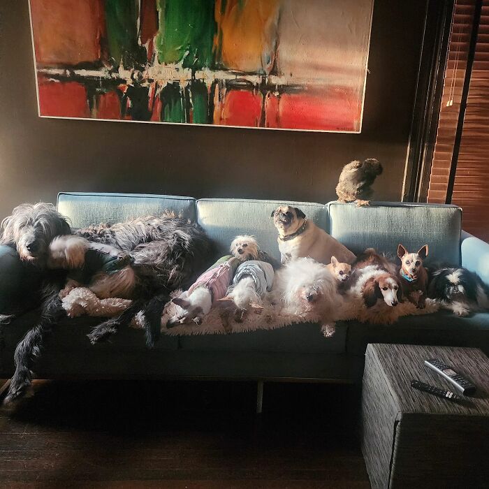 Retiree Is On A Mission To Give Loving Home Exclusively To Senior Dogs In Need