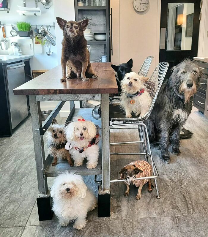 Retiree Is On A Mission To Give Loving Home Exclusively To Senior Dogs In Need