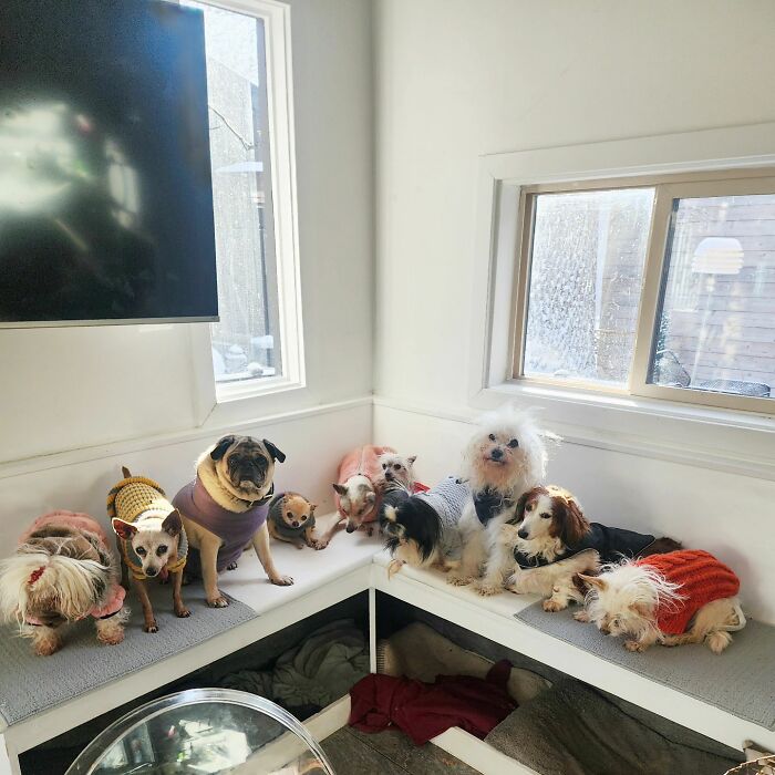 Retiree Is On A Mission To Give Loving Home Exclusively To Senior Dogs In Need