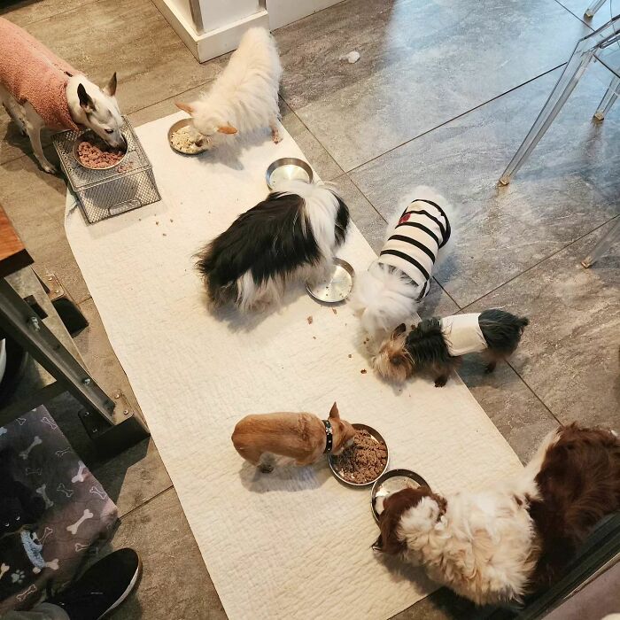 Retiree Is On A Mission To Give Loving Home Exclusively To Senior Dogs In Need