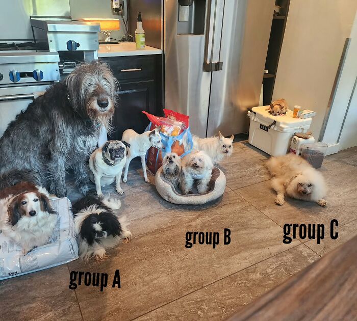 Retiree Is On A Mission To Give Loving Home Exclusively To Senior Dogs In Need